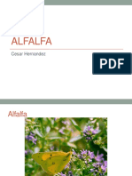 Alfalfa