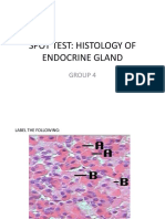 Spot Test: Histology of Endocrine Gland: Group 4