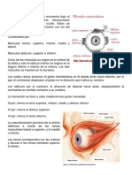 Los Músculos Del Ojo