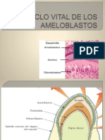 Ciclo Vital de Los Ameloblastos