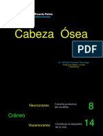 17 - Osteología Cabeza