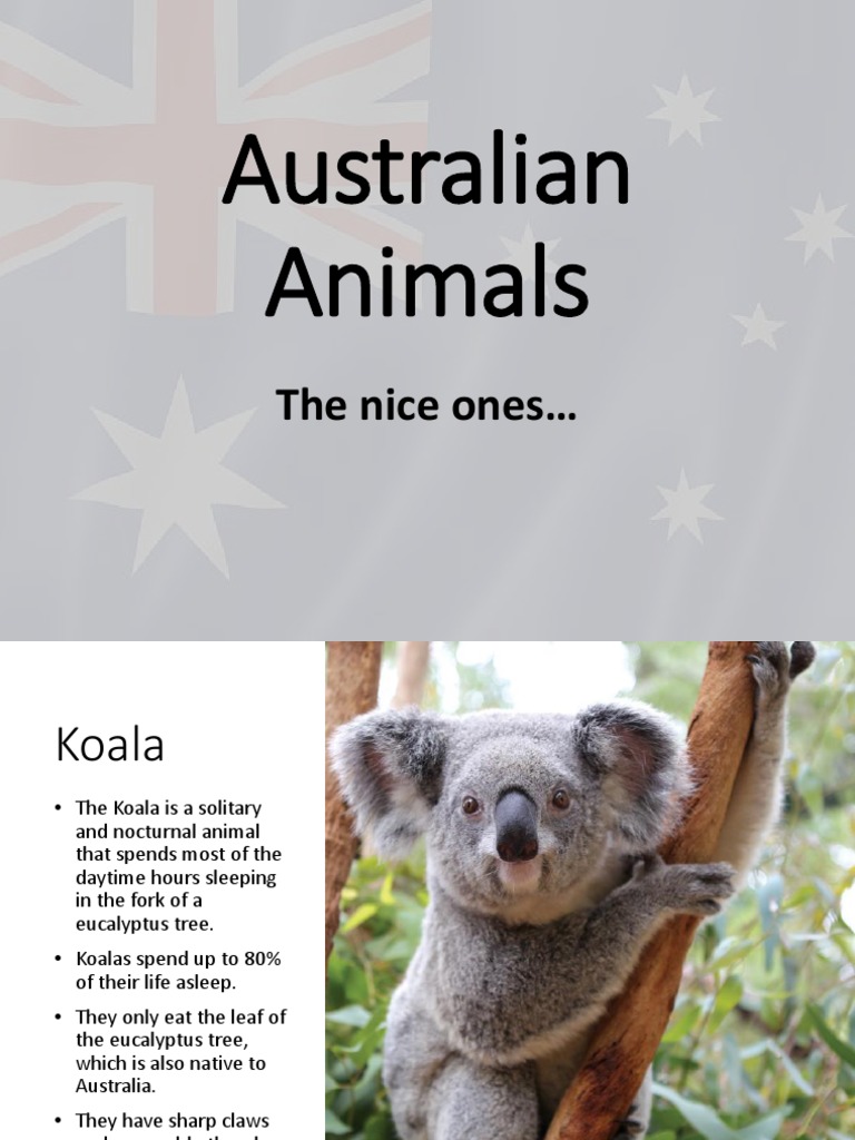Australian Animals: The Nice Ones | PDF | Vertebrates | Nature