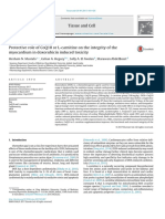 Protective Role of CoQ10 or L-carnitine on the Integrity of the Myocardium in Doxorubicin Induced Toxicity