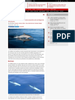 Los Delfines - Una de Las Especies Animales Más Inteligentes Del Planeta - Cubadebate