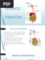 Equipo de Bases Aparato Digestivo 26-05-2017