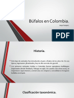 Búfalos Colombia historia razas productos