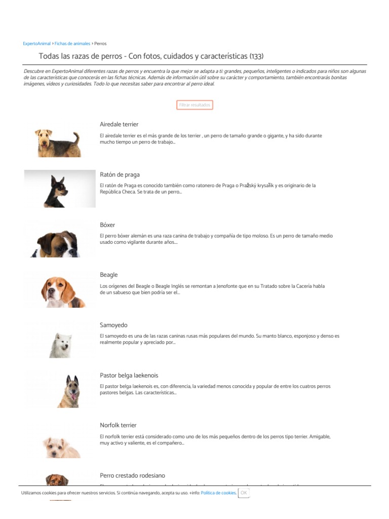 Todas Las Razas de Perros - Con Fotos, Cuidados y Características | PDF |  Golden Retriever | Perros, image size:768x1024