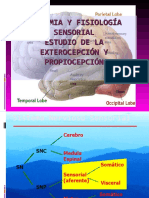 Anatomia Del Dolor y Estudio Extero-propiocepcion