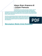 Cara Budidaya Ikan Arwana Di Akuarium Untuk Pemula