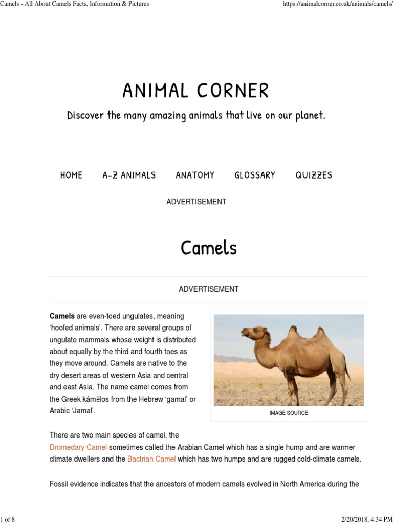 Camels Are Even-Toed Ungulates, Meaning: Dromedary Camel Bactrian Camel