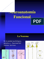 neuroanatomia 2013