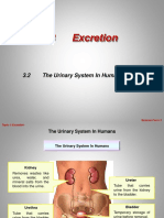 3.2 The Urinary System in Humans