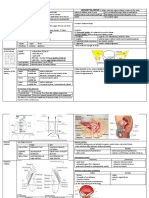 326642202 77874084 Anatomy of Kidney and Urinary Bladder PDF