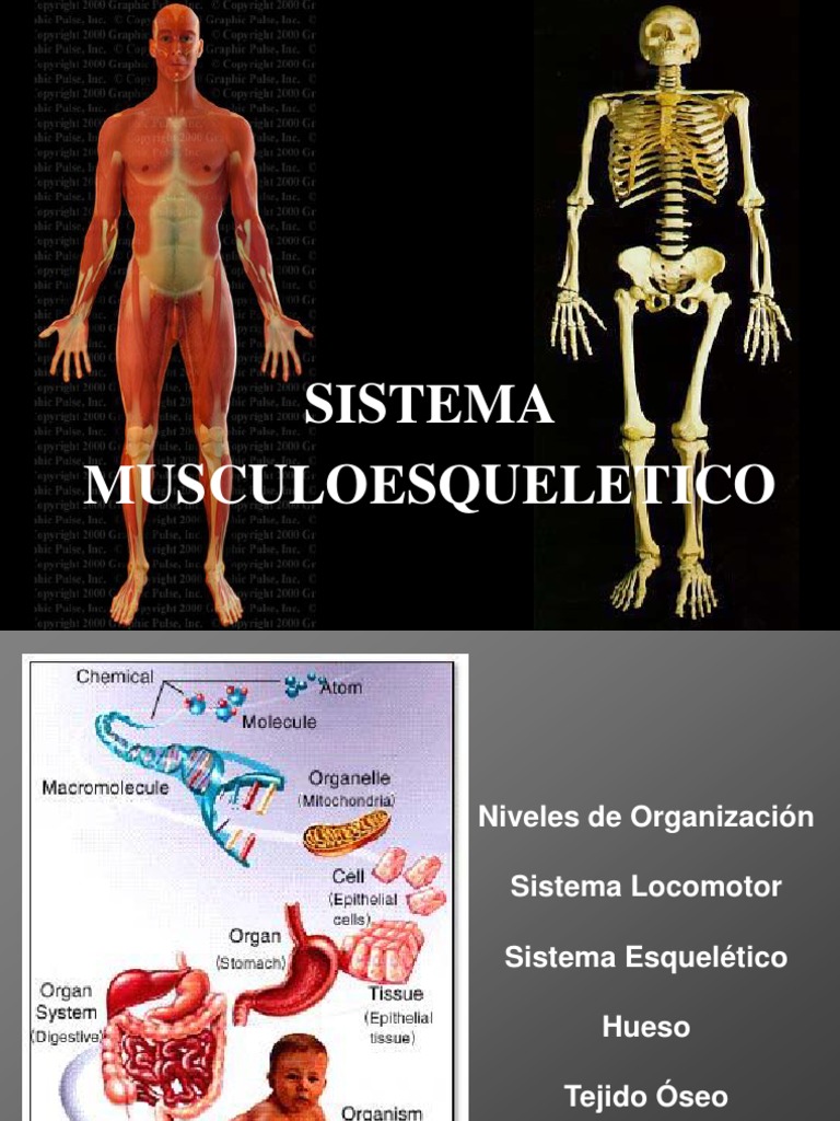 Sistema Musculo Esquelético | PDF | Hueso | Articulación