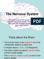 Nervous System Lec