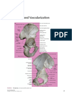 Lower Limb and Vascularization: The Hip Bone. (A) Lateral and (B) Medial Views