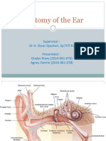 Anatomy of the Ear Fix