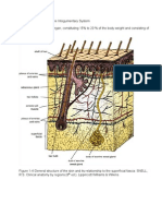 Integumentary System LATEST