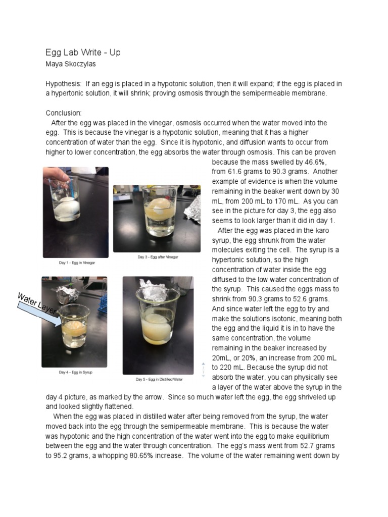 Egg Lab Write Up PDF Osmosis Applied And Interdisciplinary Physics