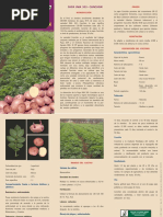 02 Papa Inia 303 - Canchan (Reedic)