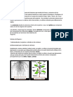 Morfología Vegetal