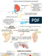 Desarrollo Embriológico de Cráneo y Cara. Odontogenésis. 