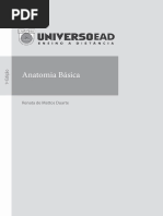 anatomia basica