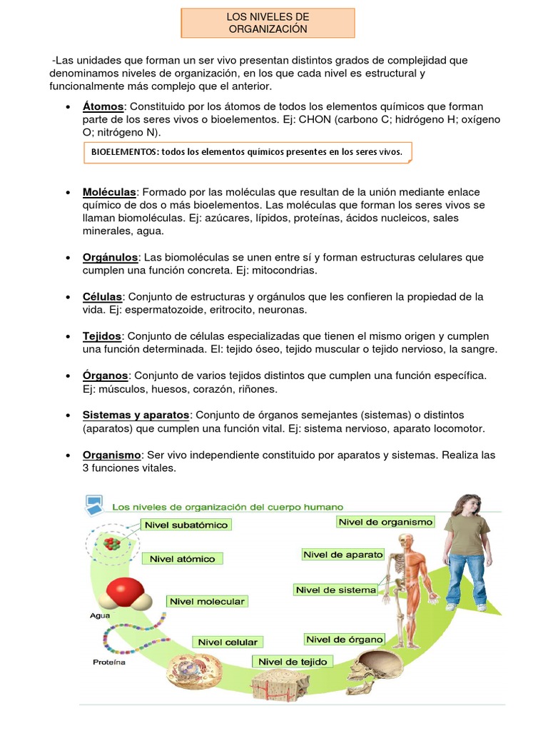 Tema 1 (La Organización Del Cuerpo Humano) . | PDF | Organismos ...