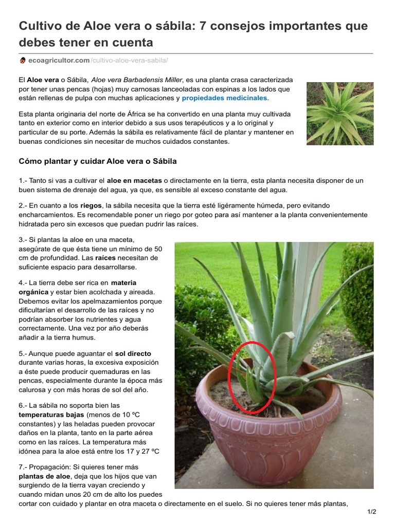 Gua para cultivar y cuidar la sbila | PDF | Plantas | Horticultura y  jardinera