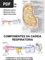 Aula de  Glicogênio via Pentoses Neoglicogênese