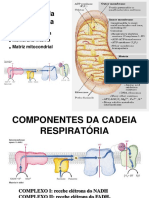 Aula de Glicogênio Via Pentoses Neoglicogênese