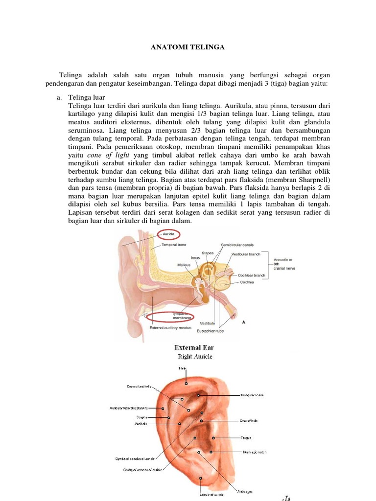 Anatomi Telinga PDF