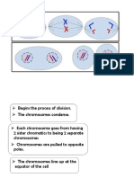 Mitosis Group Work