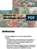 Clasificacion Frutos