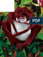 A Unique Large Flowered Rose Osiria