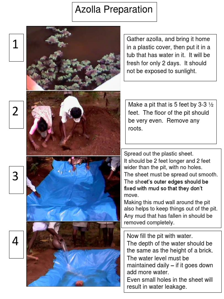 Azolla Farming and Cultivation Guide | PDF | Cattle | Horticulture And ...