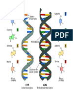 ADN y ARN