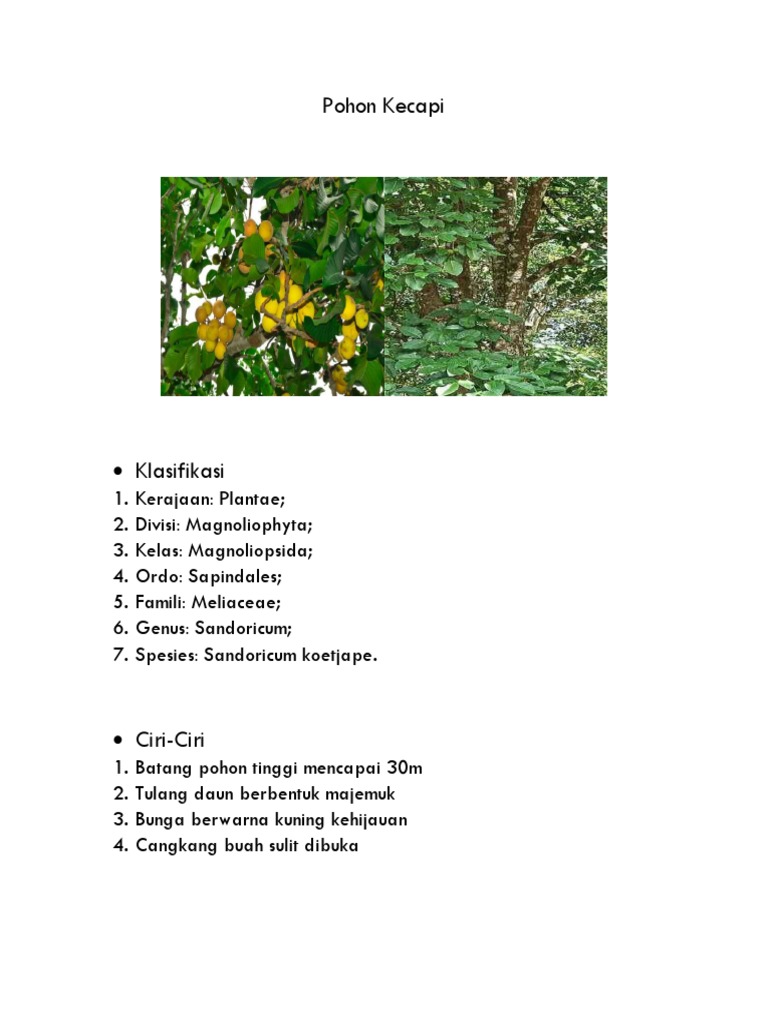 Ciri dan Manfaat Pohon Kecapi | PDF
