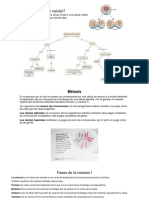 Tema 3 Meiosis