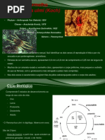 Proteção de Plantas