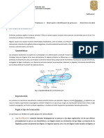 Practica 1. Observación e Identificación de Protozoarios