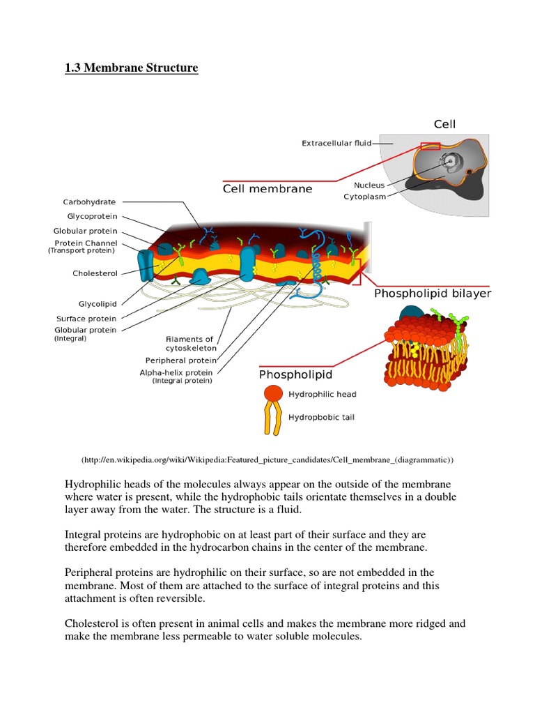 1 3 Cell Membrane | PDF