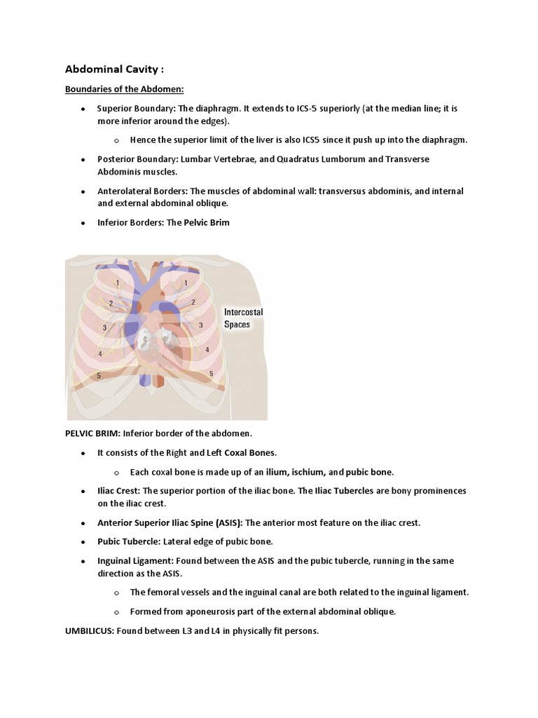 Abdominal Cavity Biology Diagrams