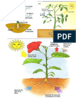 La Planta - Fotosintesis