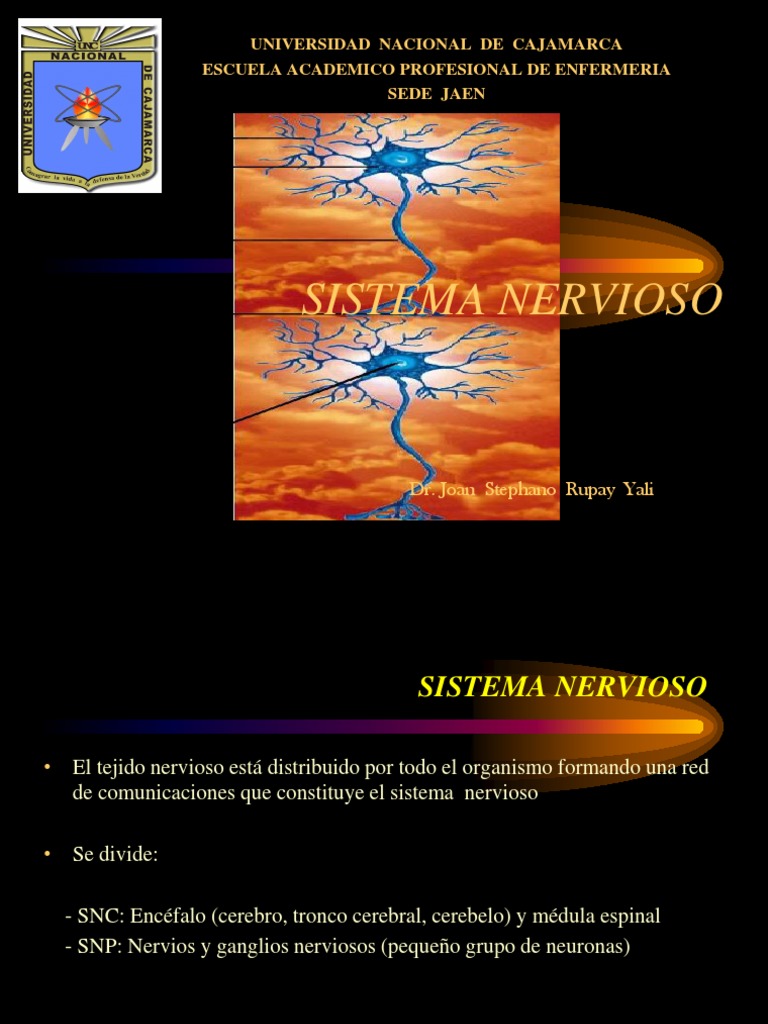 Estructura y Función del Sistema Nervioso | PDF | Sinapsis | Neurona