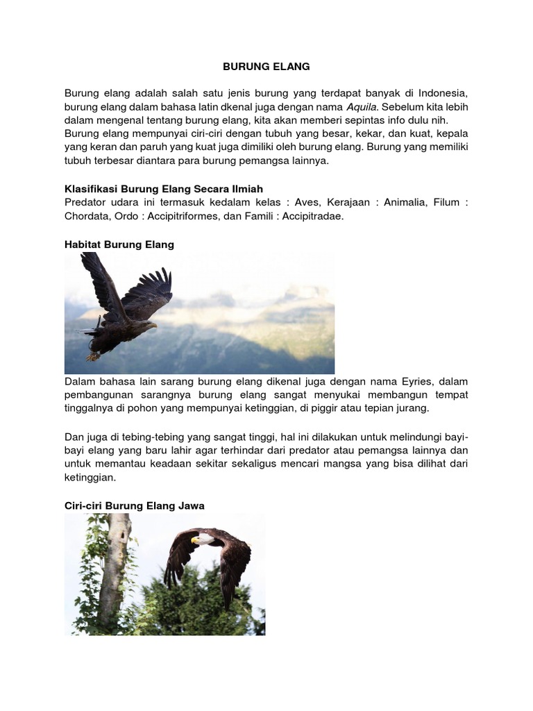 54 Gambar Burung Elang Ukuran Besar Terbaru