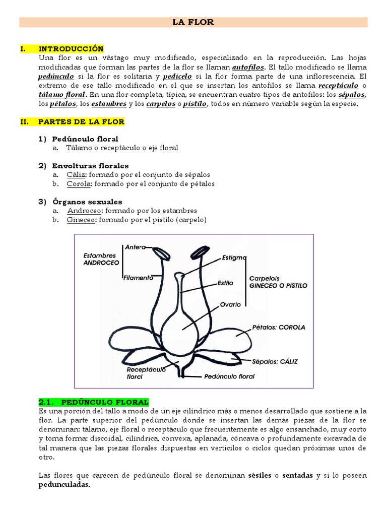 Partes de la Flor y su Función | PDF | Flores | Horticultura y jardinería
