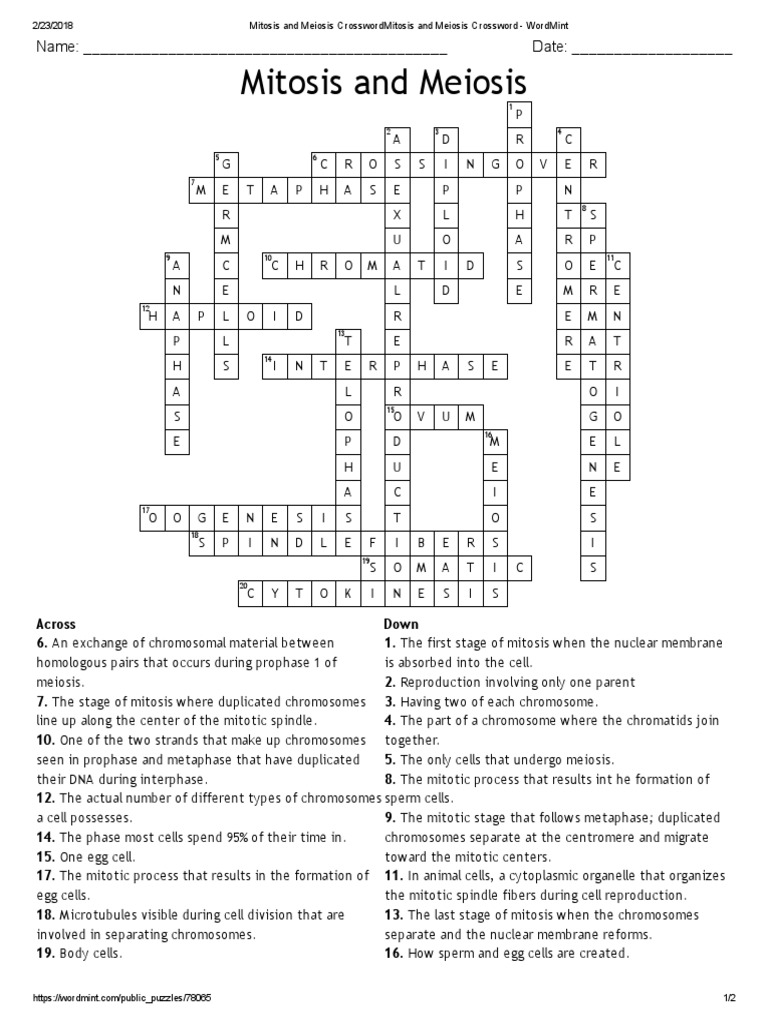 Answer Keyyyy Mitosis Meiosis