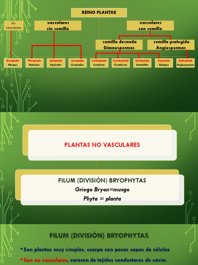 Clasificacion De Las Plantas Vicente Sarango Musgo Plantas