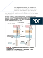 Dor aguda e crônica